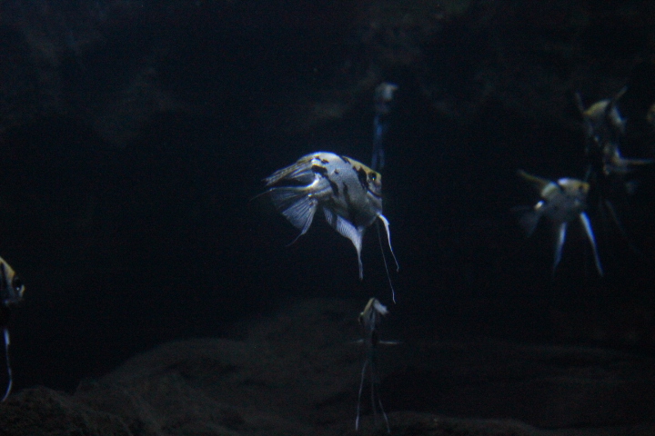 Angelfish (Pterophyllum scalare)