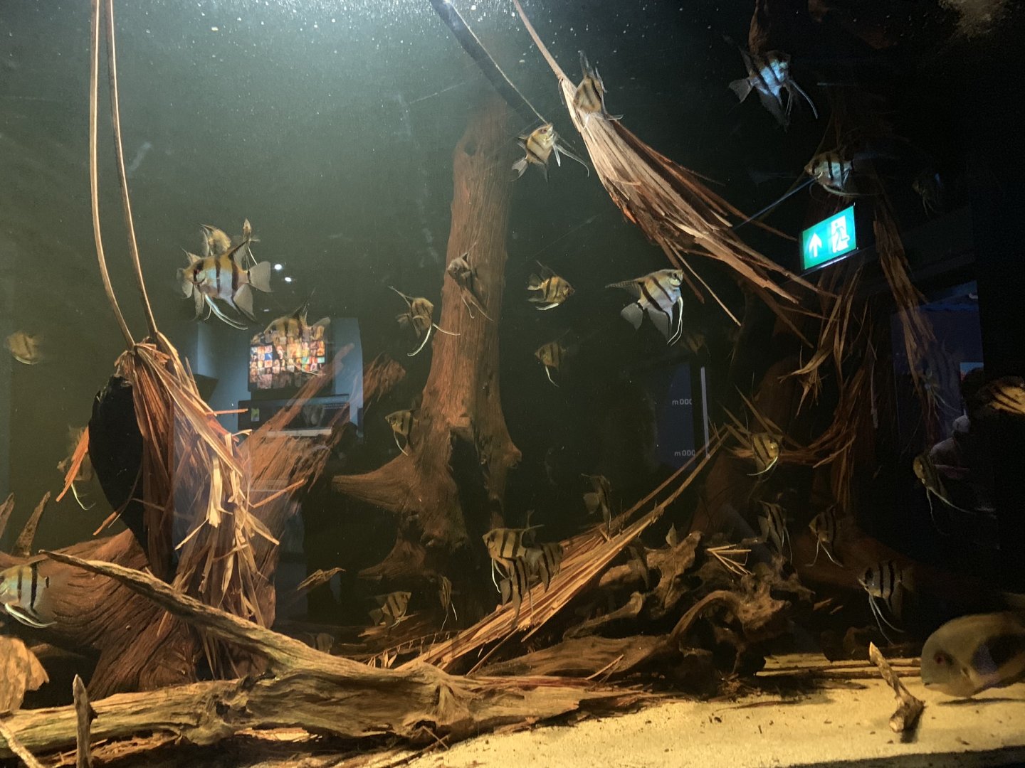 Angelfish Tank at London Zoo (2019)