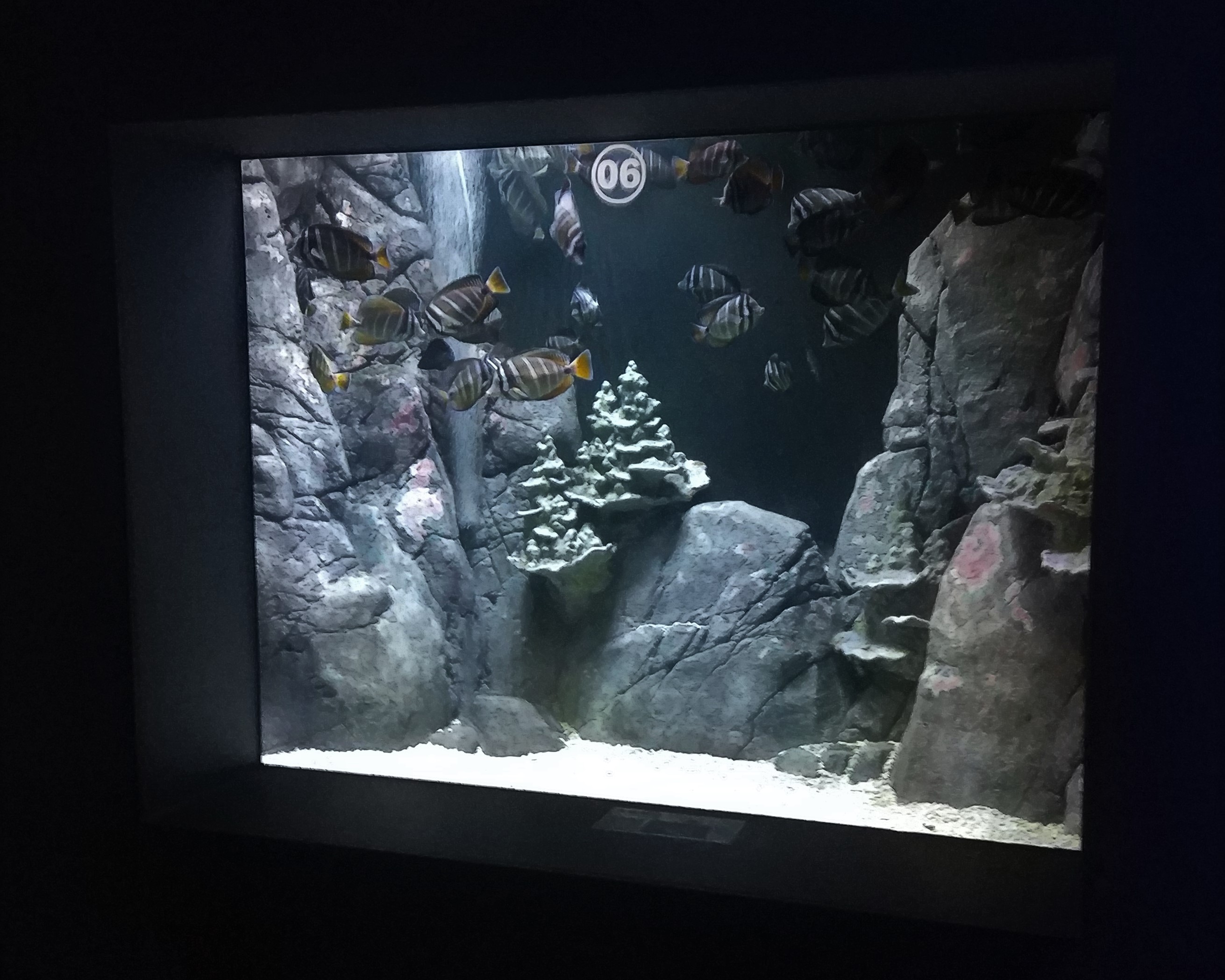 Angelfish Tank