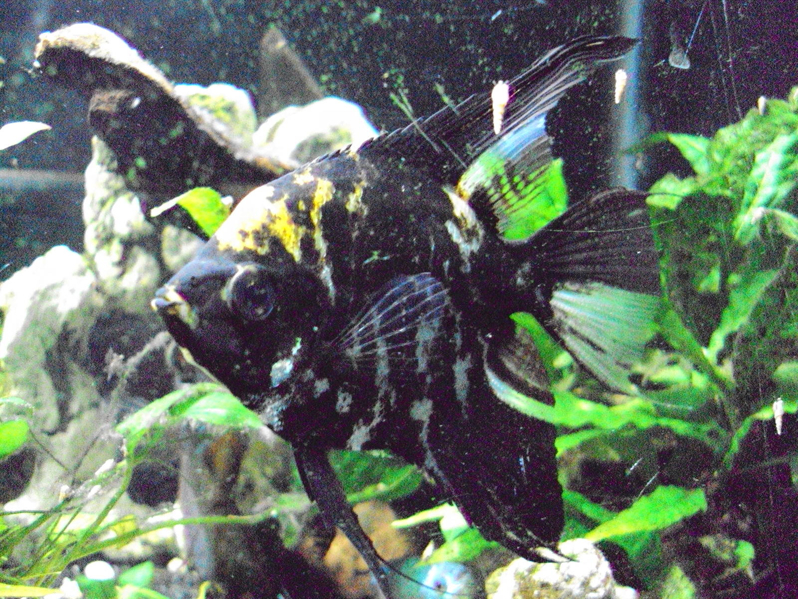 Angelfish