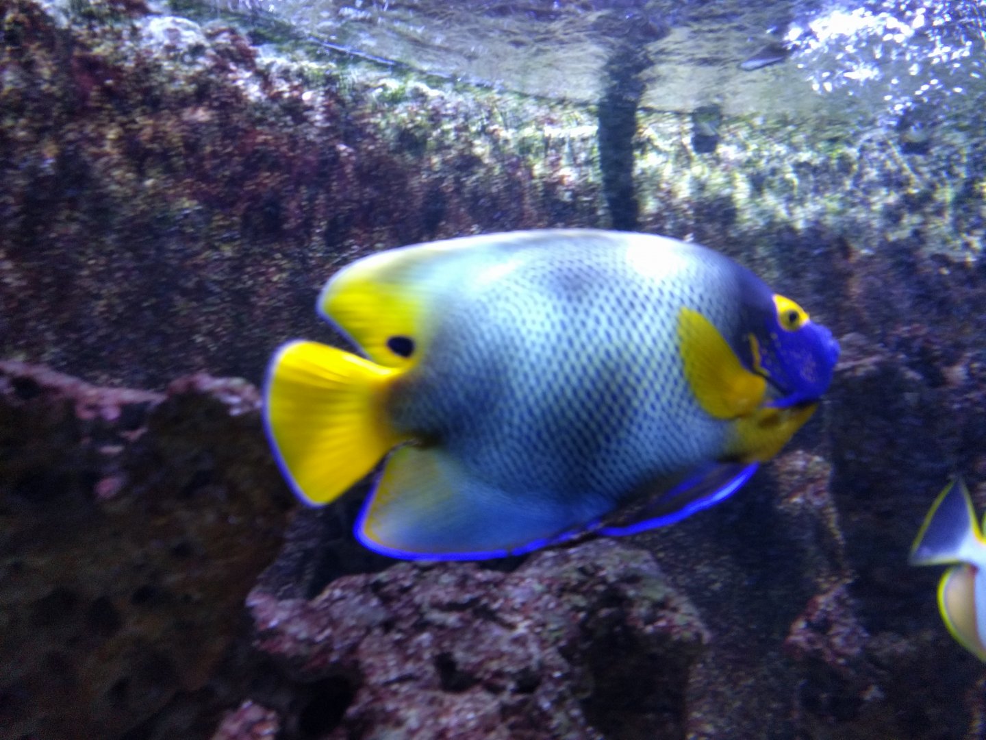 Angelfish