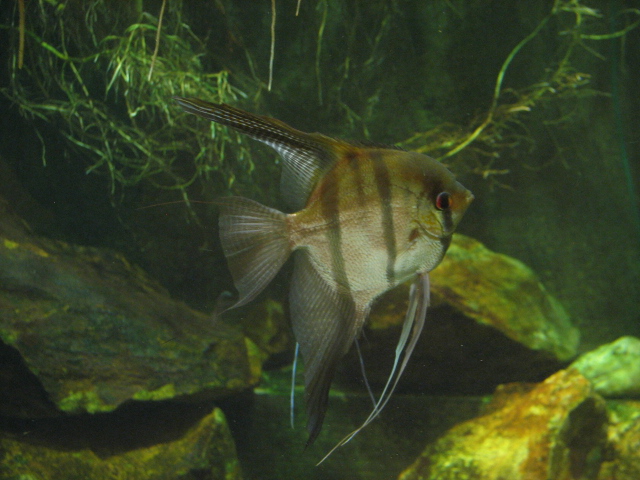 Angelfish