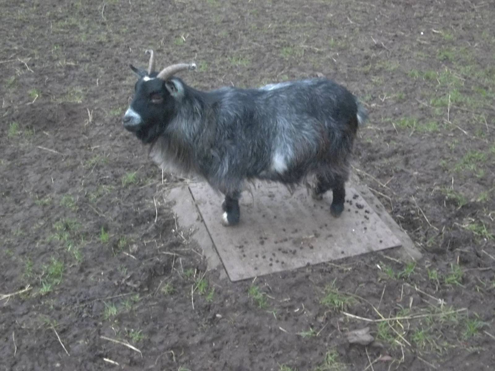 Angel's plinth has come, 9th January 2015