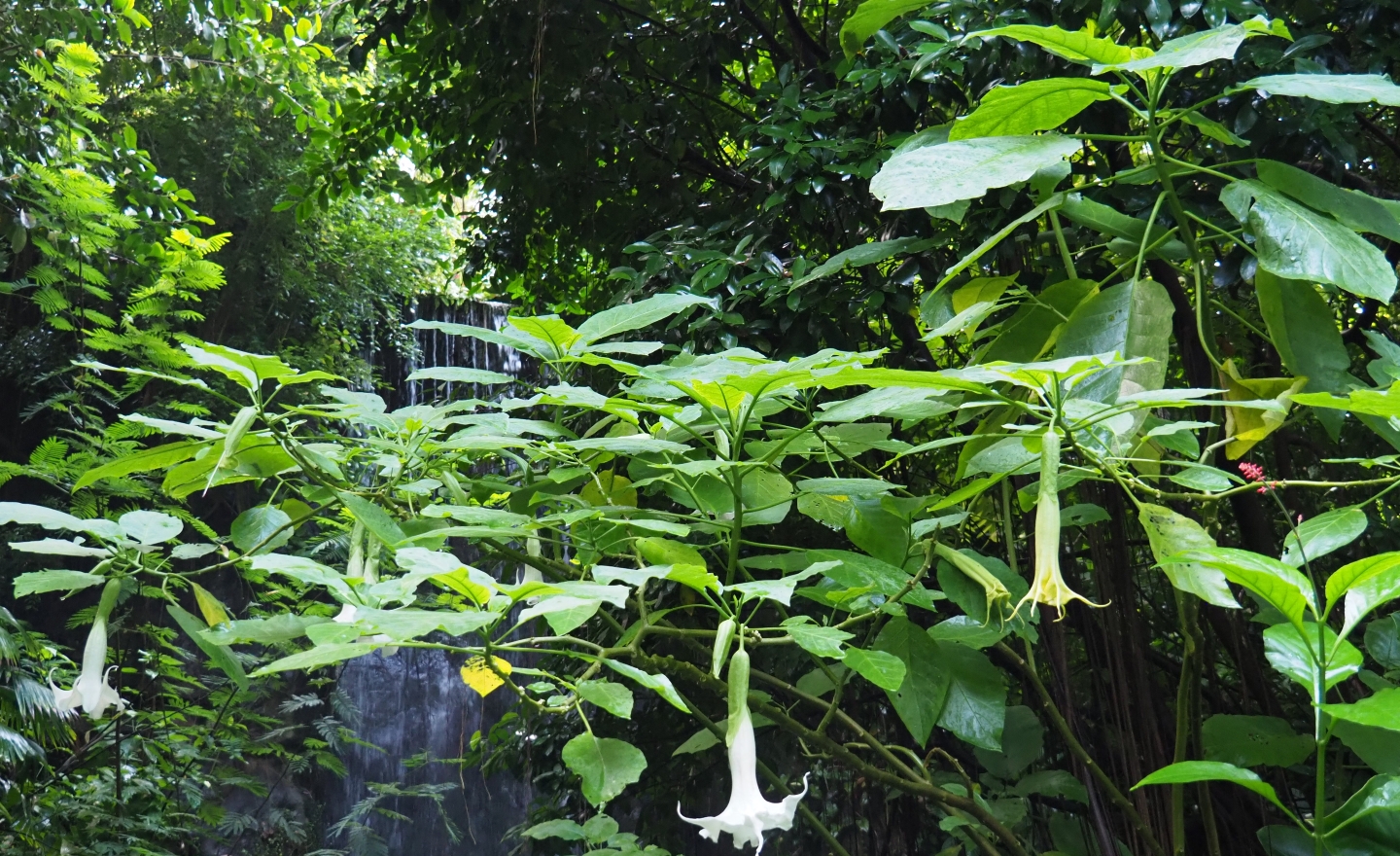 Angel's trumpet (Brugmansia species), Sep 16th, 2018