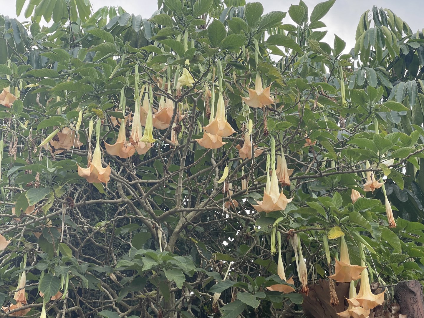 angel’s trumpet (brugmansia suaveolens)