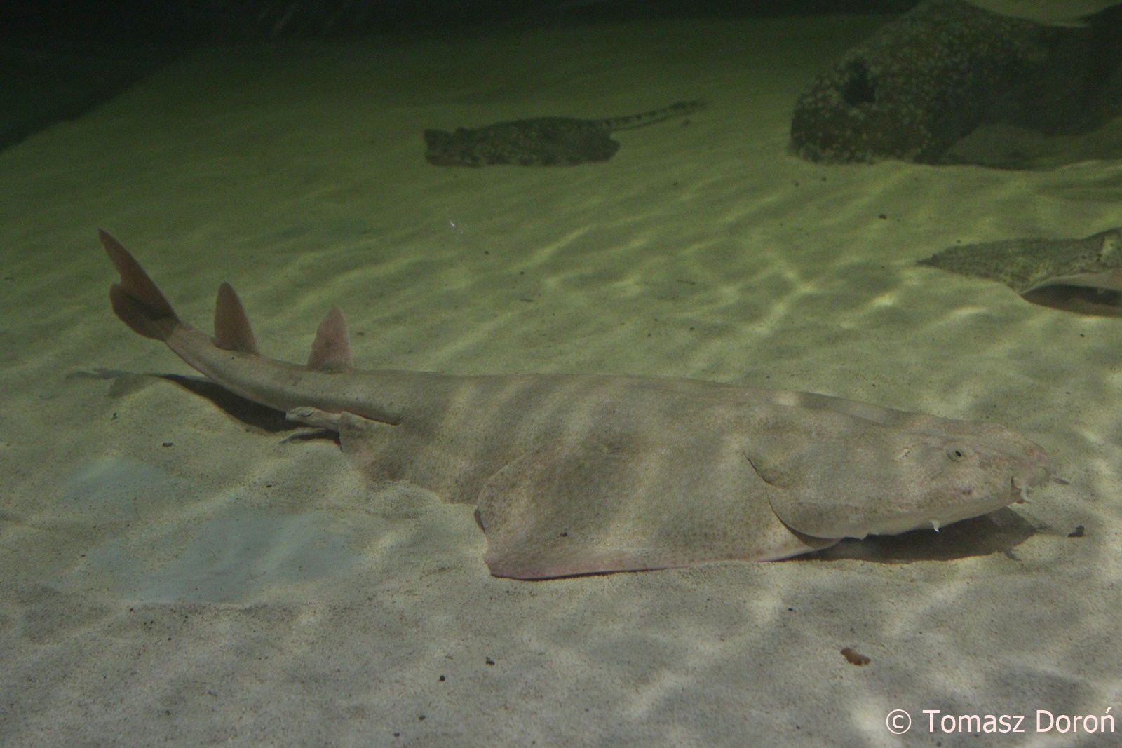 Angelshark (Squatina squatina), April 2018