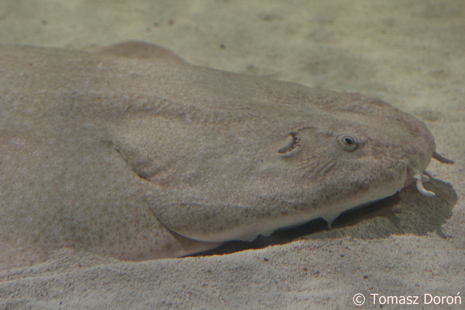 Angelshark (Squatina squatina), April 2018.