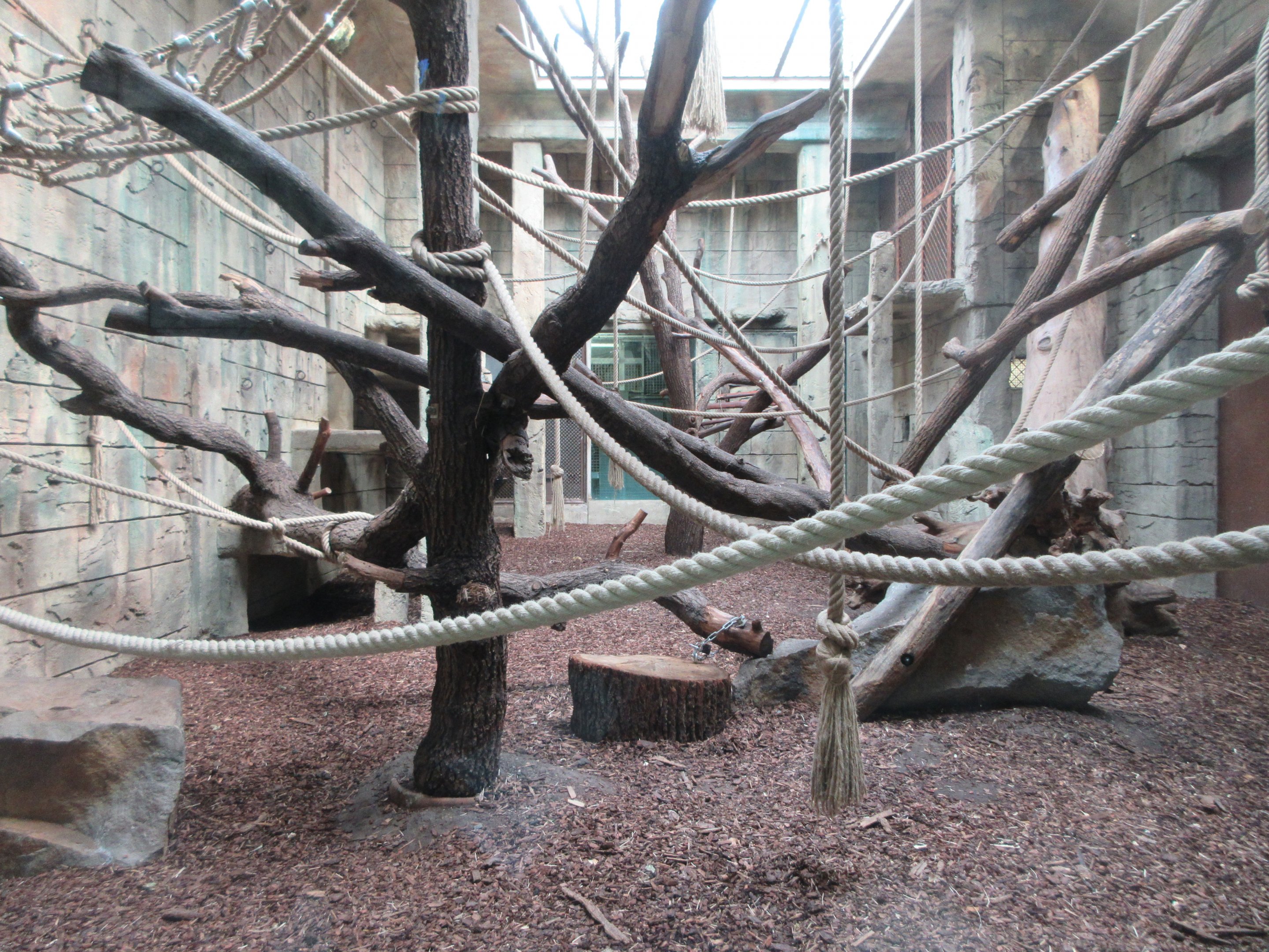 Angkor Wat - Bornean Orangutan/White-cheeked Gibbon Exhibit