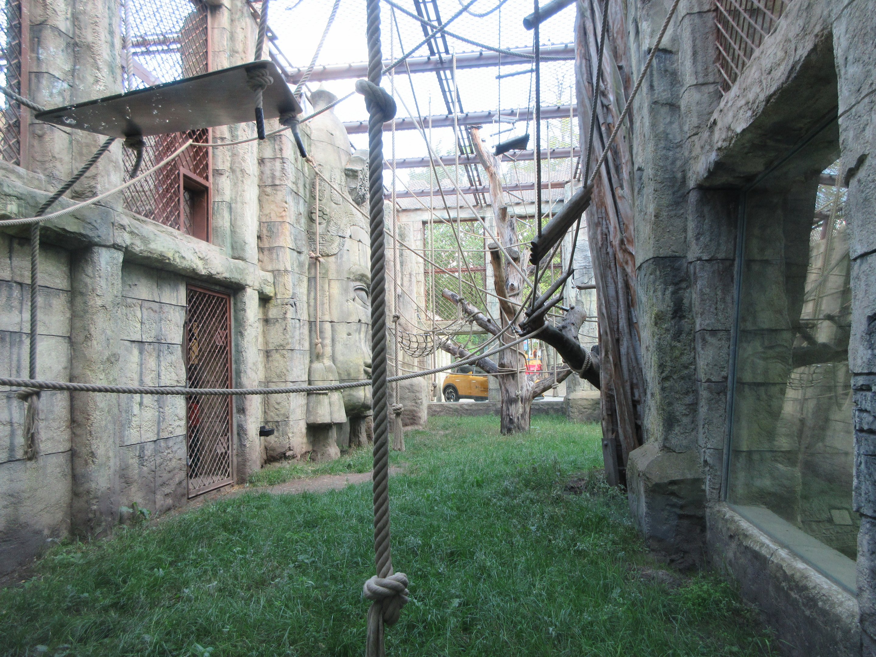 Angkor Wat - Bornean Orangutan/White-cheeked Gibbon Exhibit