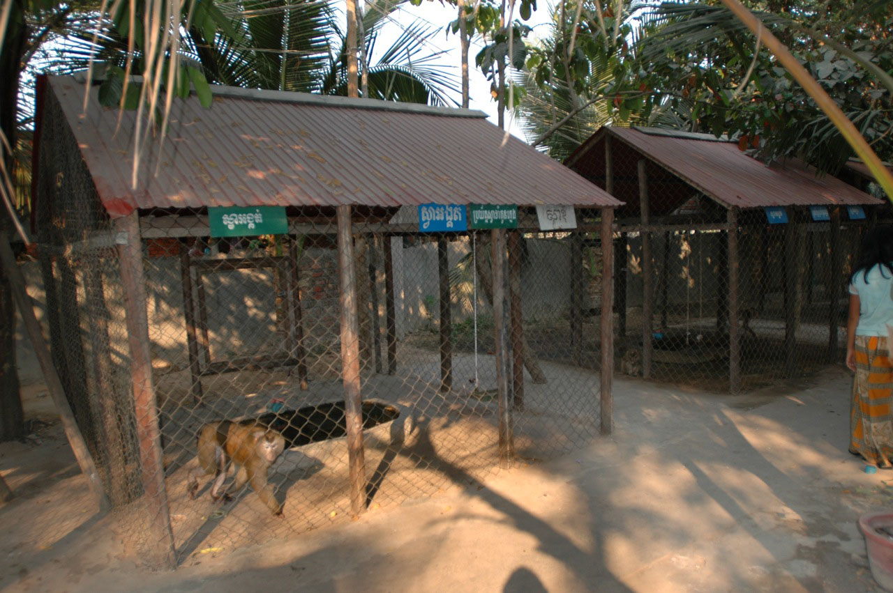 Angkor Zoo - 2005