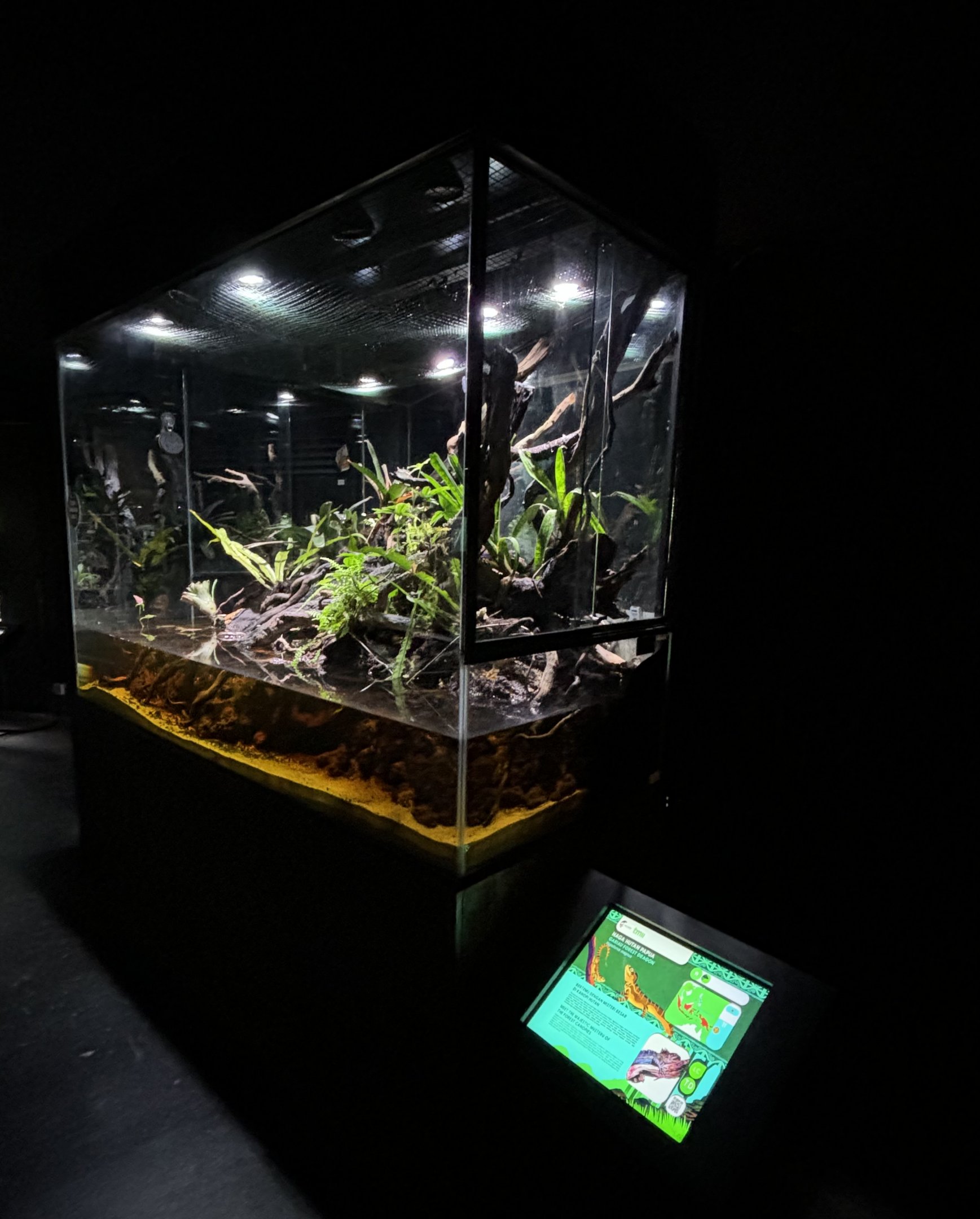 Angle-headed Forest Dragon Exhibit