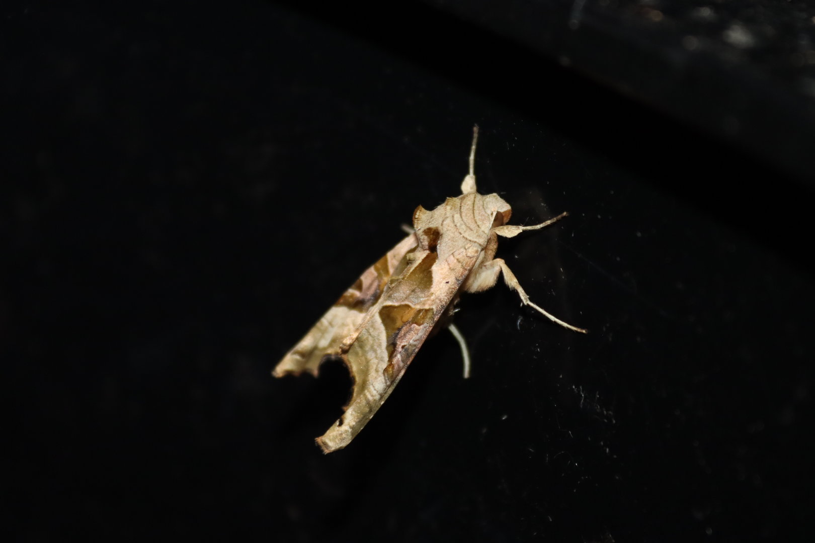 Angle Shades (Phlogophora meticulosa)