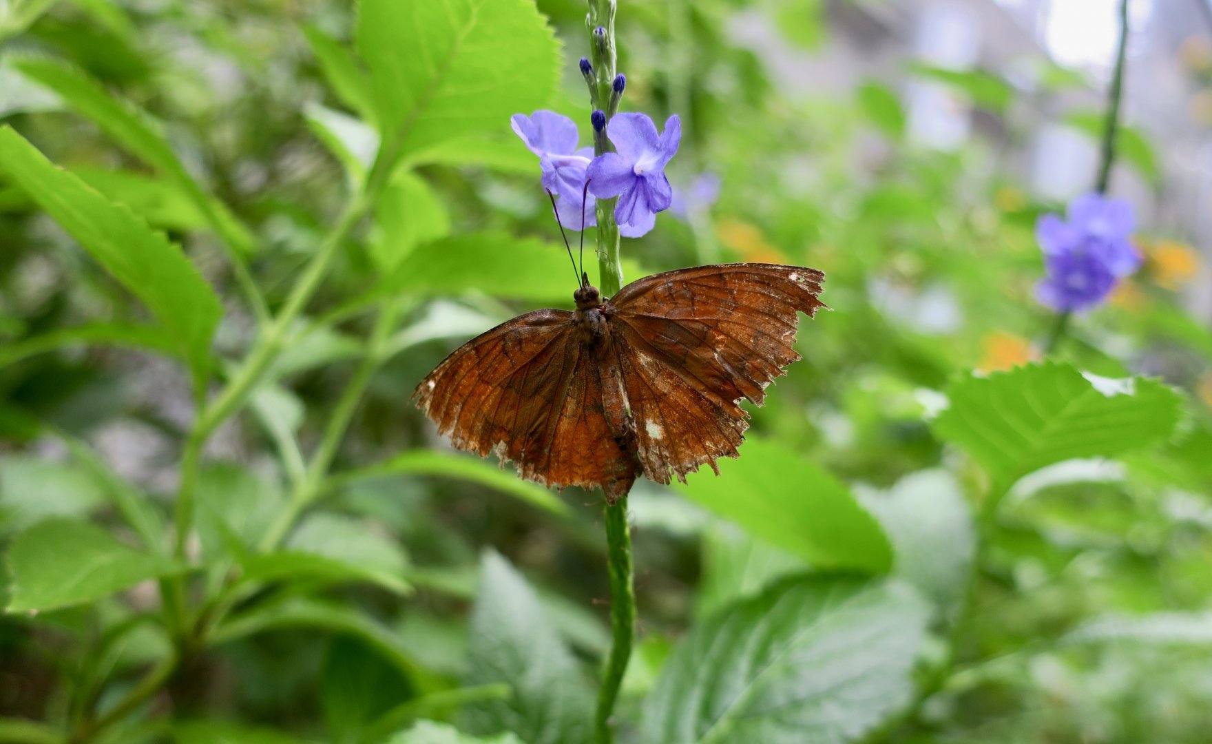 Angled Castor Butterfly (Ariadne ariadne)