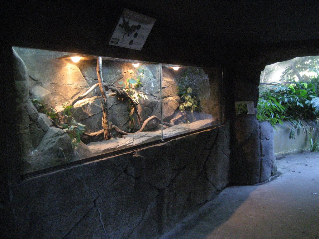 Angleheaded Dragon enclosure