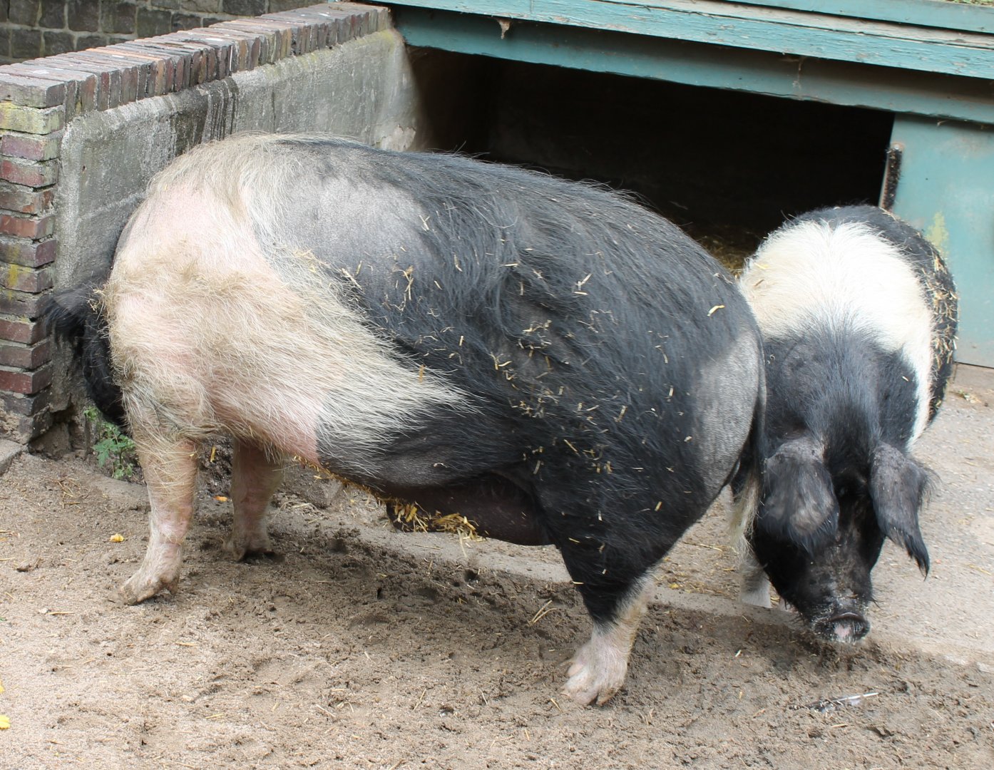 Angler sattle swines