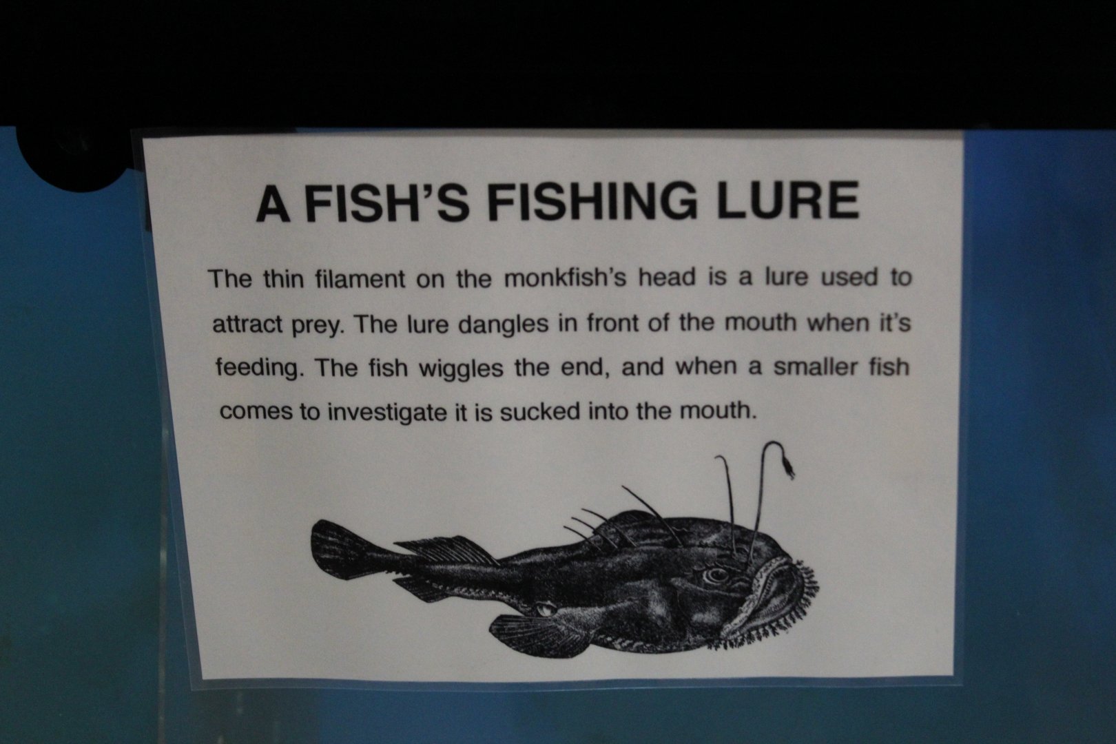 Anglerfish Signage