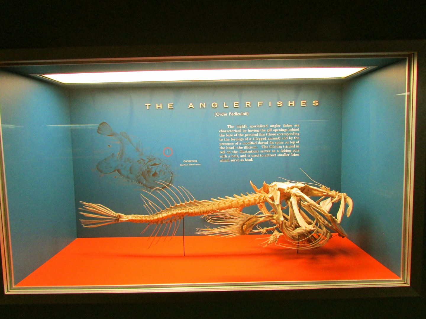 Anglerfish Skeleton