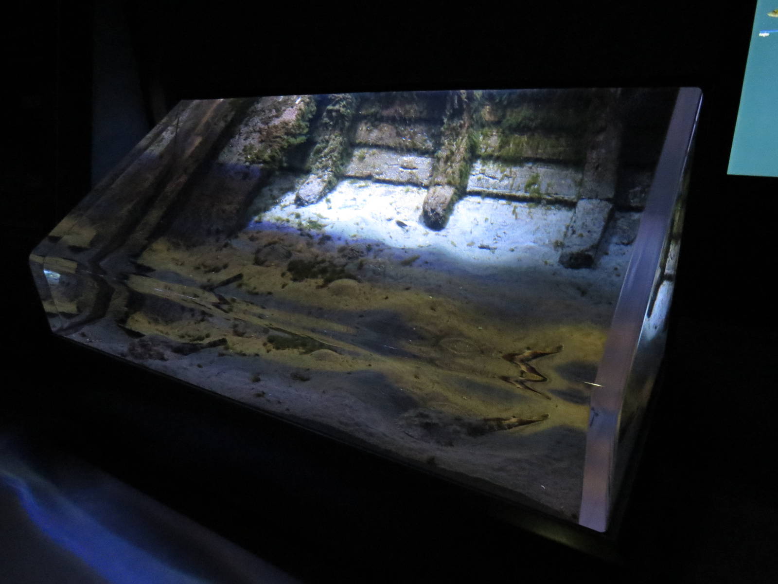 Anglerfish tank, June 2015.