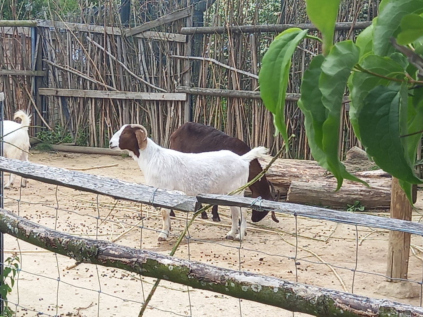Anglo-Nubian and Boer Goats