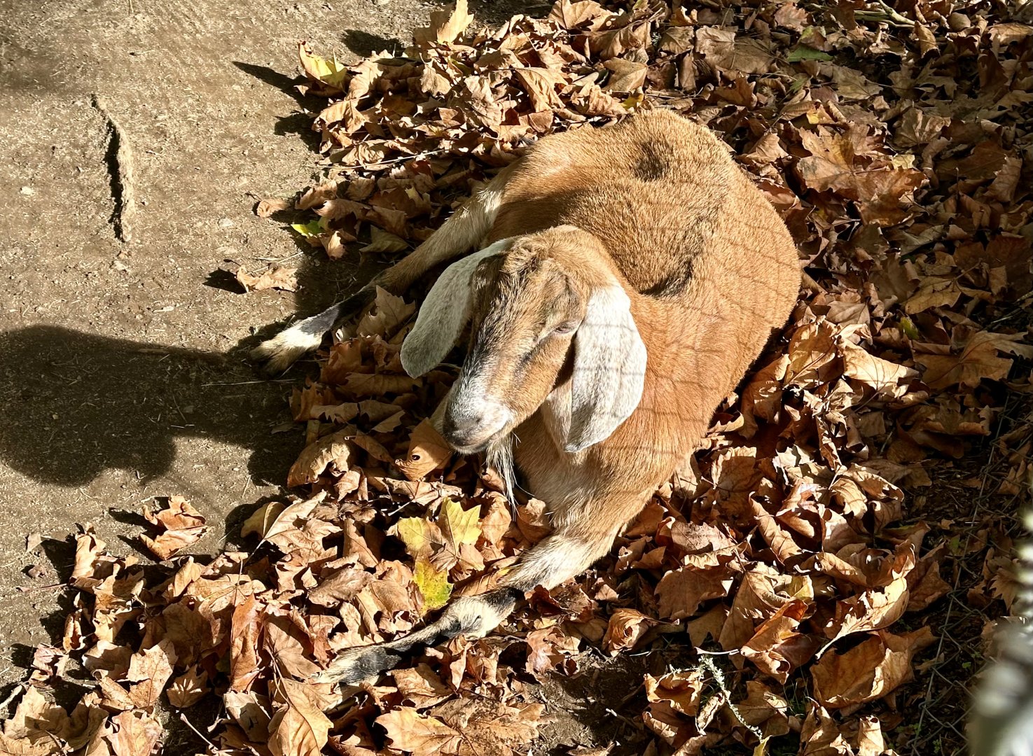 Anglo-Nubian goat (Capra aegagrus hircus)