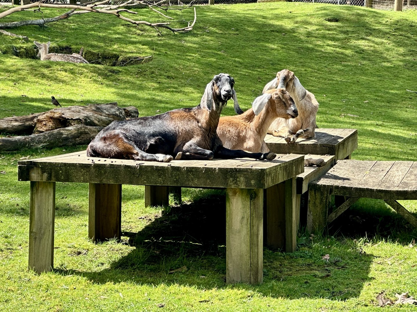 Anglo-Nubian goat (Capra aegagrus hircus)
