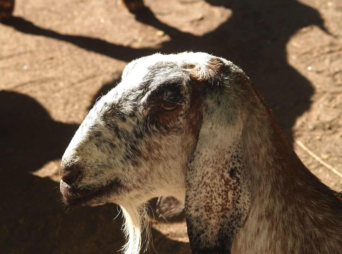 Anglo-Nubian goat (Capra hircus), 2007-09-16