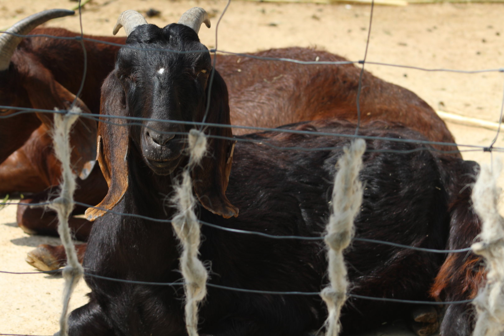Anglo-Nubian goat chester Zoo 17th May 2023