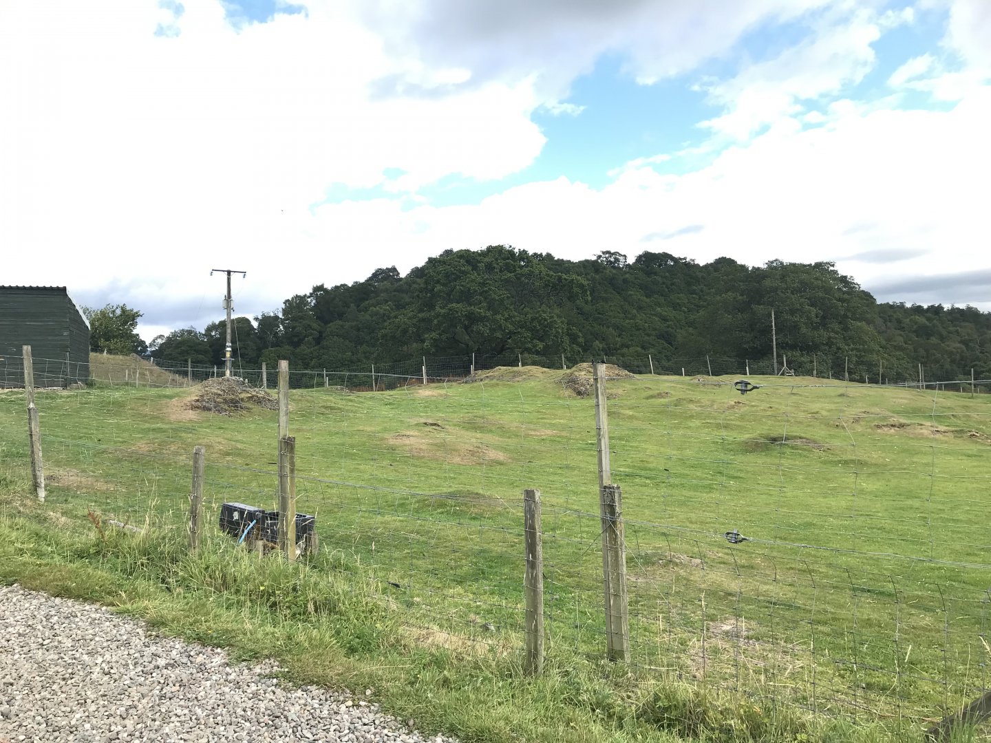 Anglo-Nubian goat enclosure