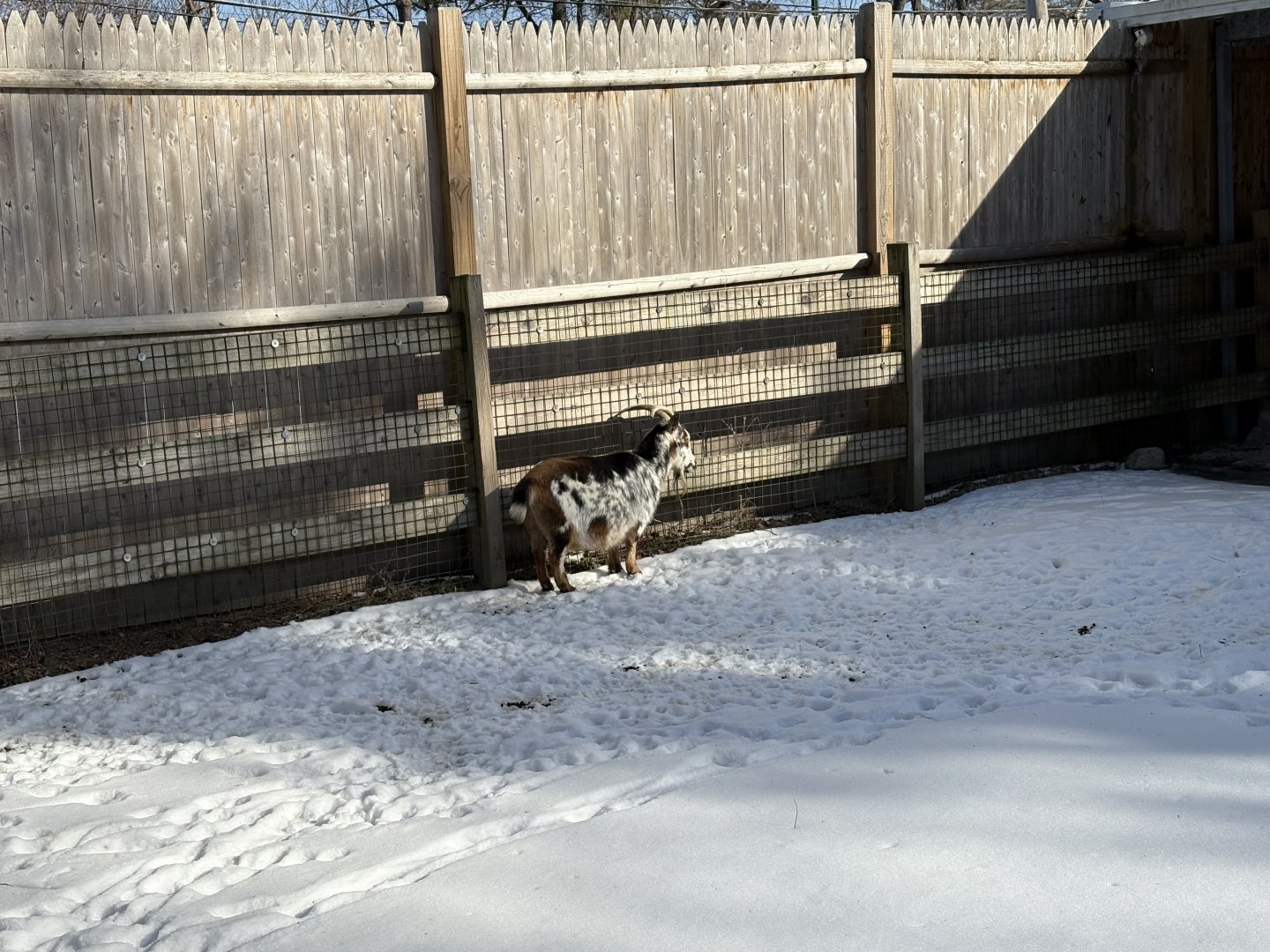 Anglo-Nubian Goat - Jan 26, 2025