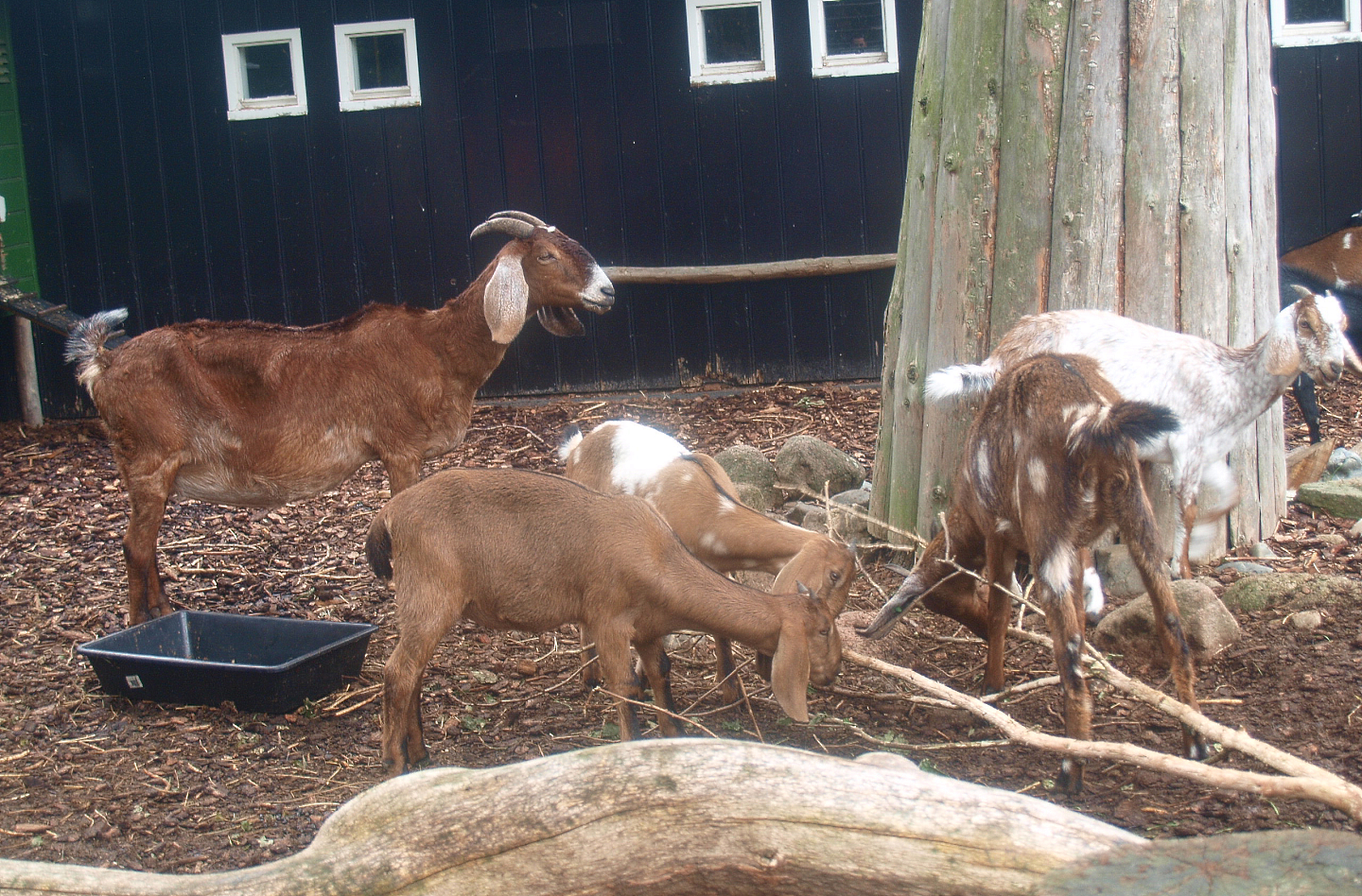 Anglo-Nubian goats (Capra hircus), 2015-07-19