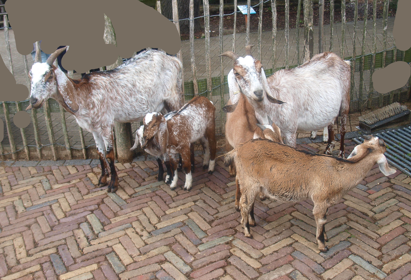 Anglo-Nubian goats (Capra hircus), 2015-07-19