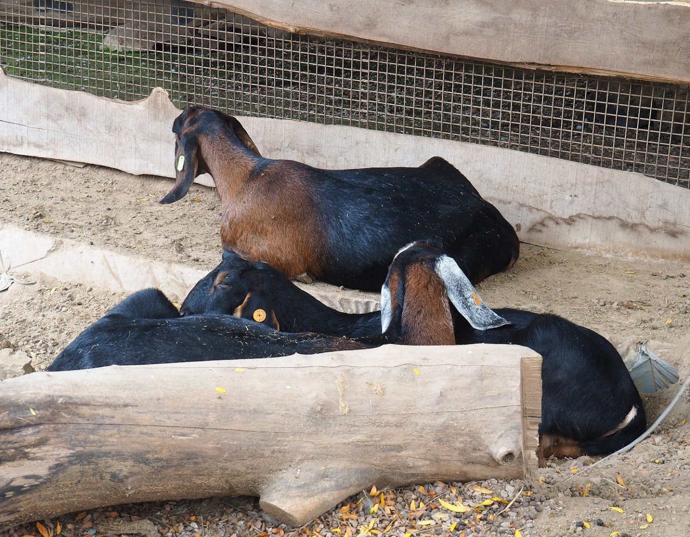 Anglo-Nubian goats (Capra hircus), 2023-10-13