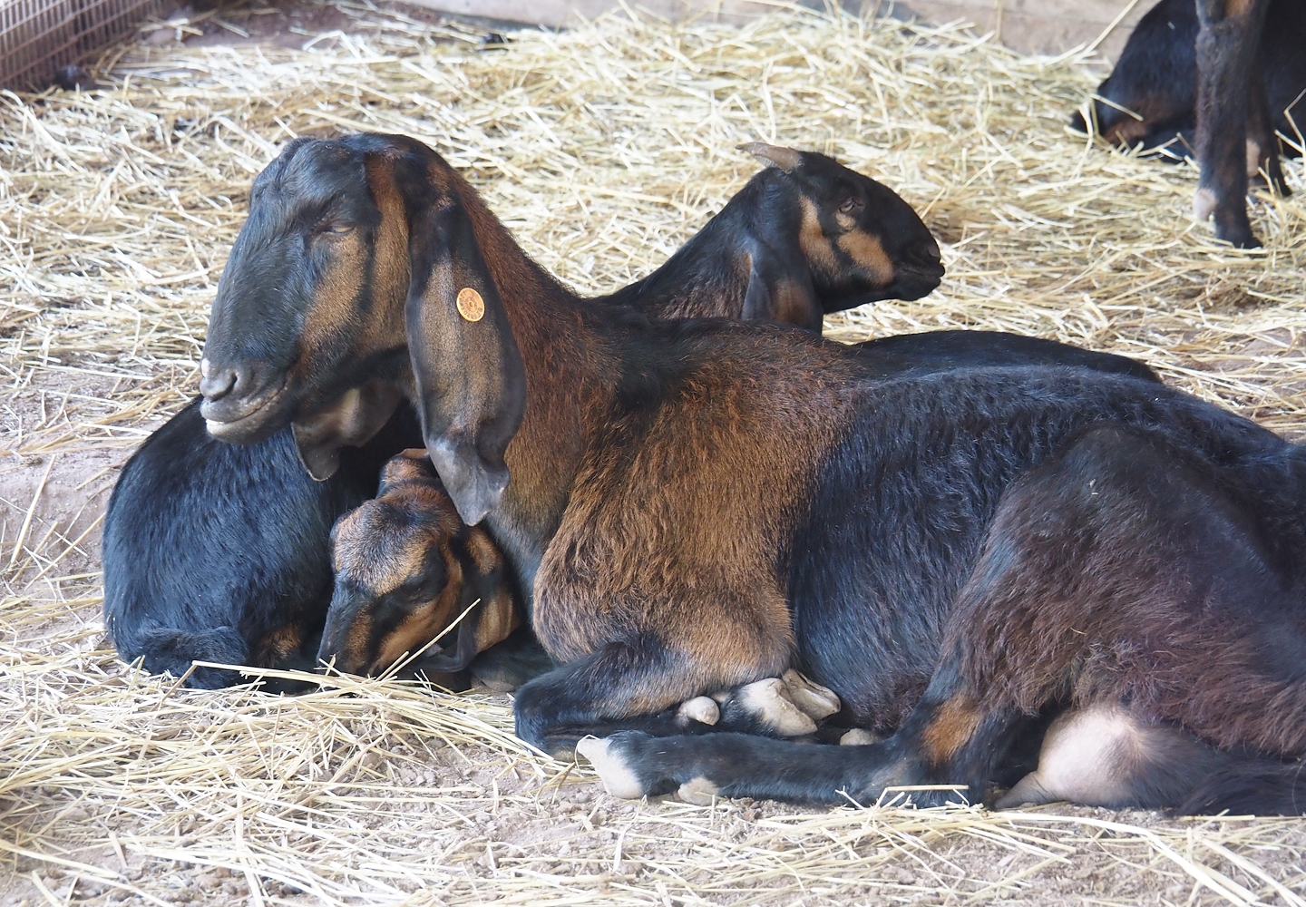 Anglo-Nubian goats (Capra hircus), 2024-09-17