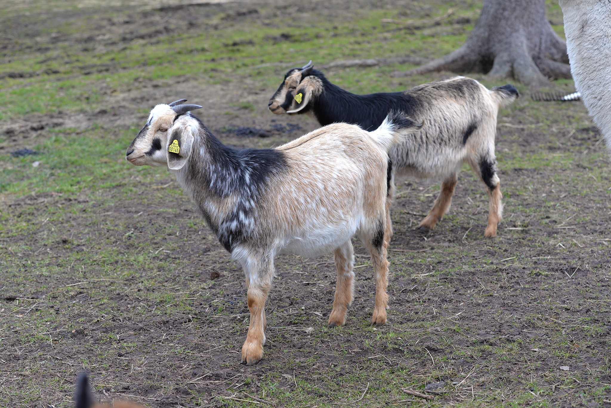 Anglo-Nubian goats