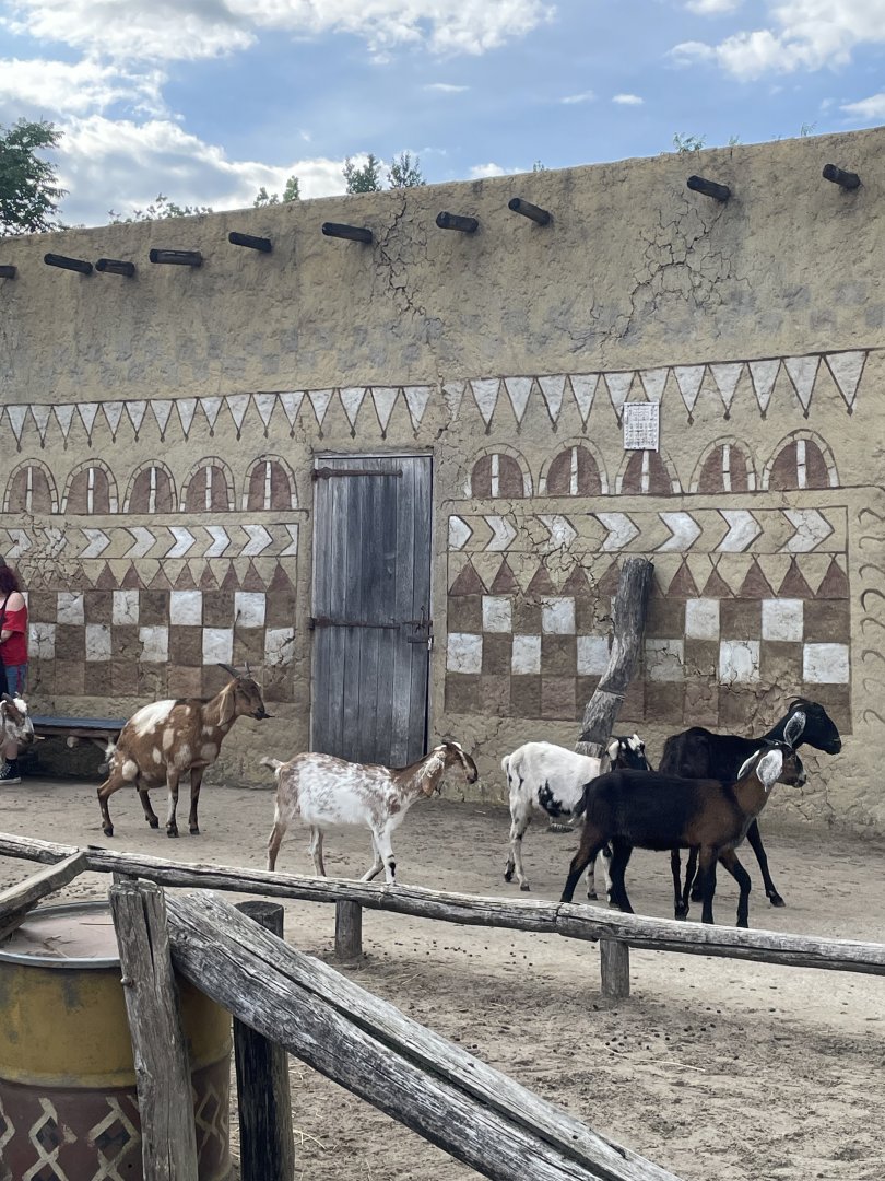 Anglo-Nubian Goats