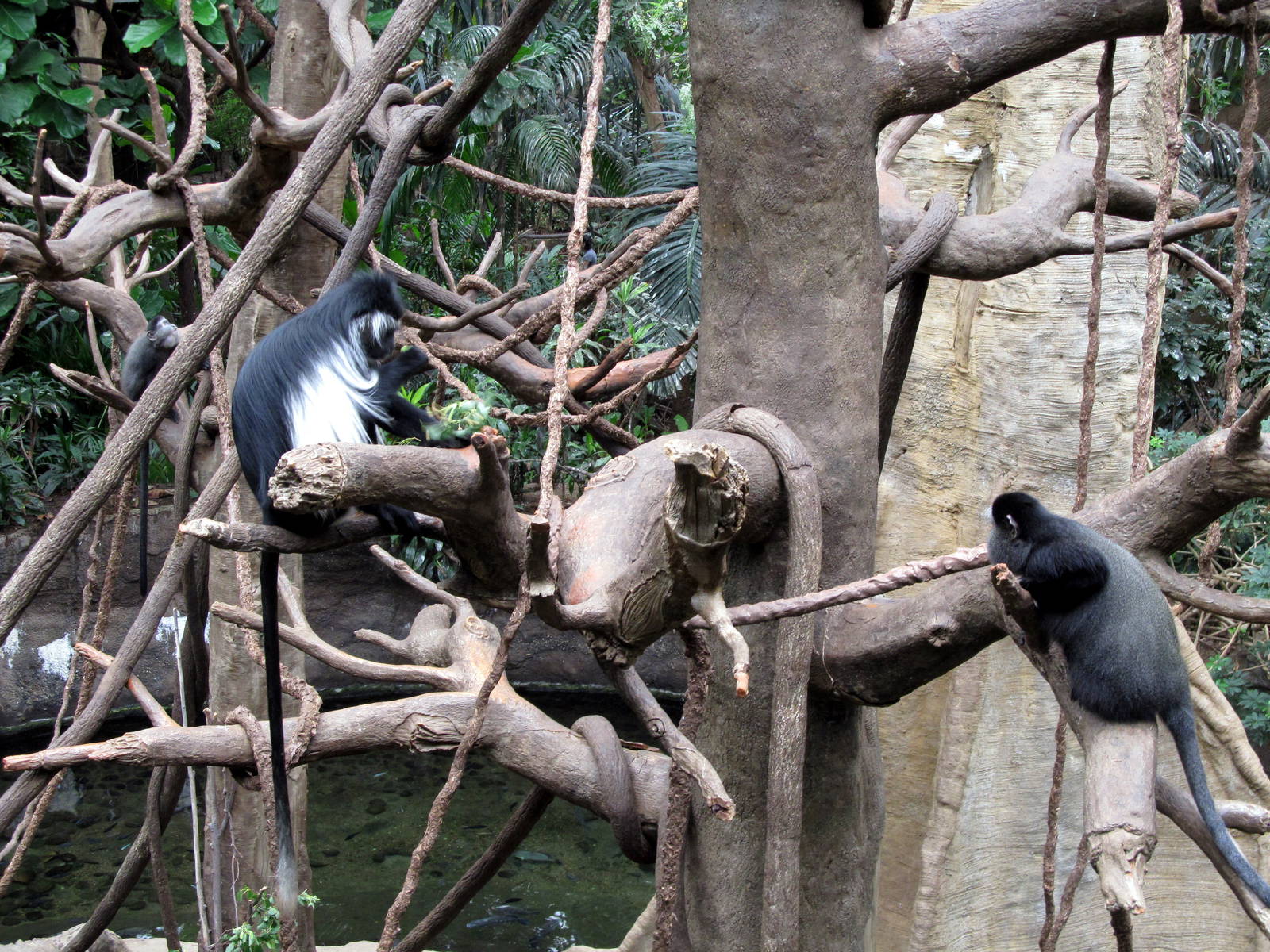 Angola Colobus and Blue Monkey