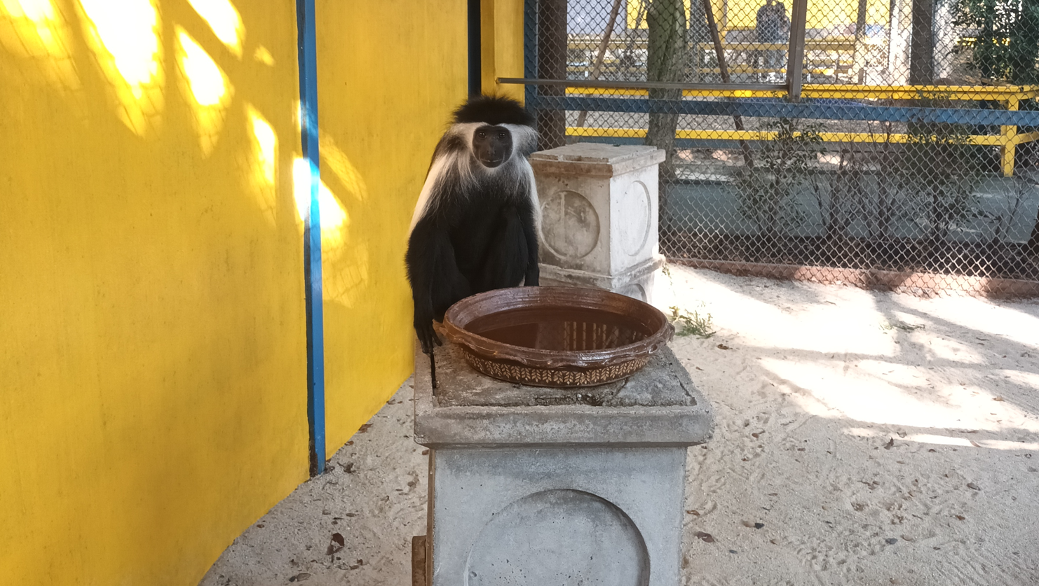Angola colobus  at Zoo garden River8