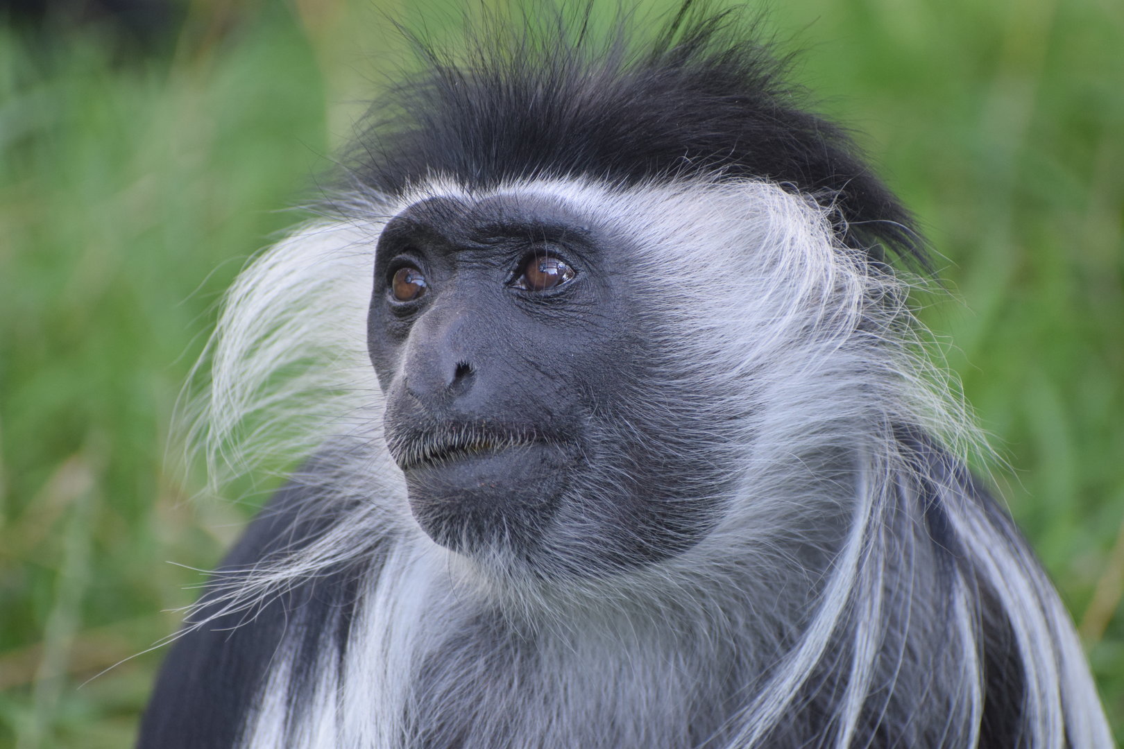 Angola colobus - August 2023