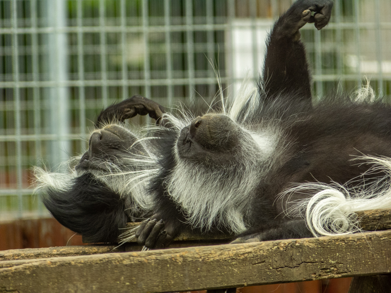 Angola colobus (Colobus angolensis)