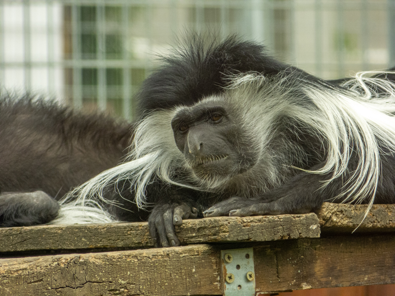 Angola colobus (Colobus angolensis)