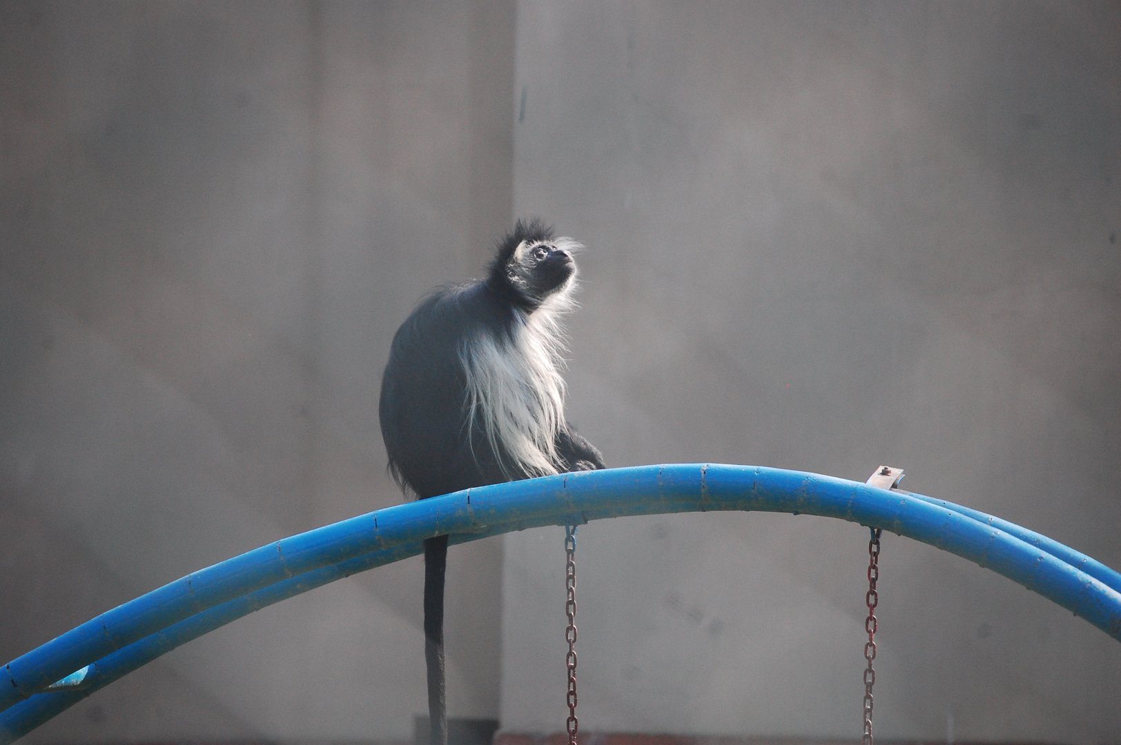 Angola colobus - Lahore zoo 17/11/2019