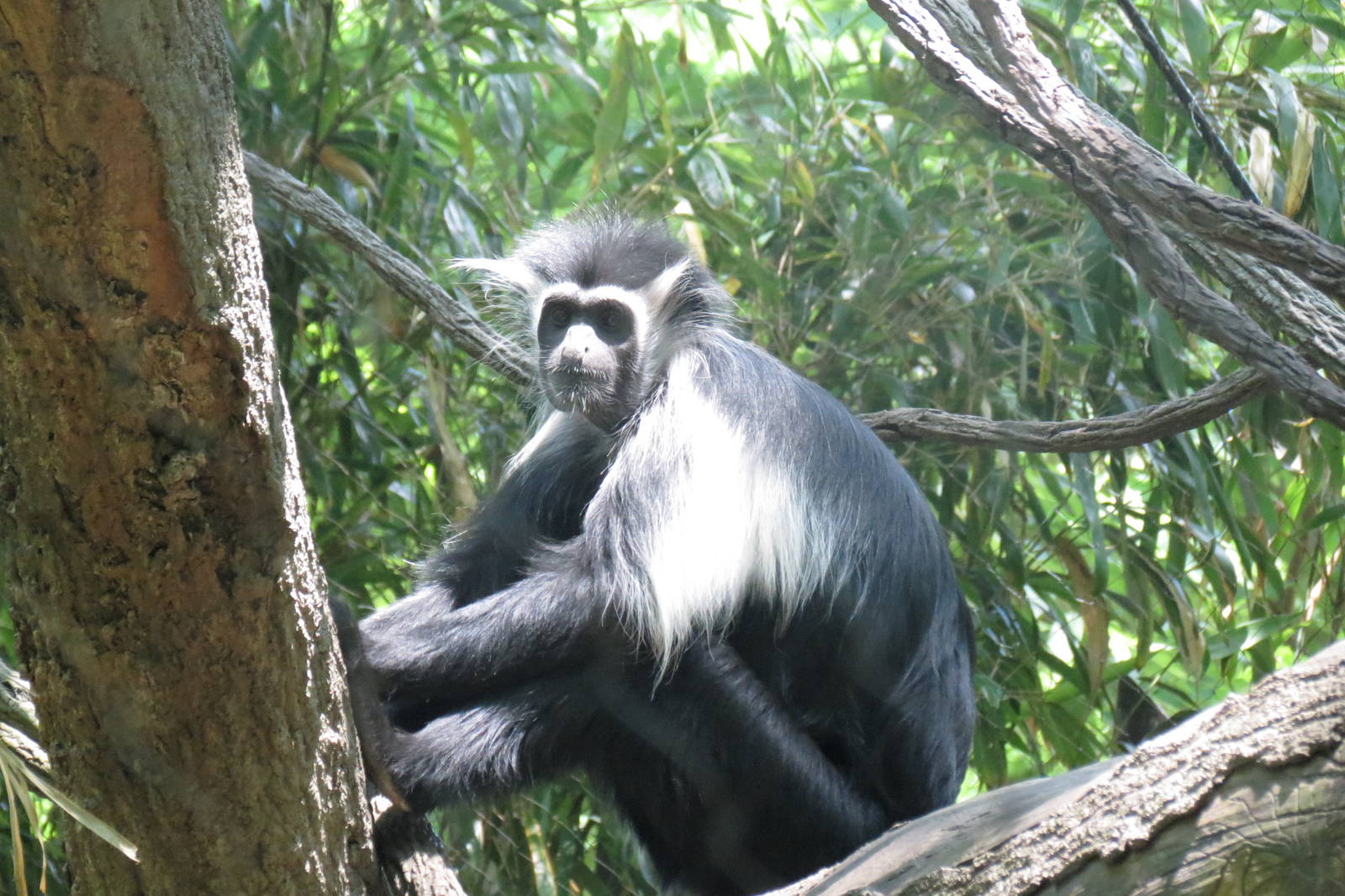 Angola Colobus