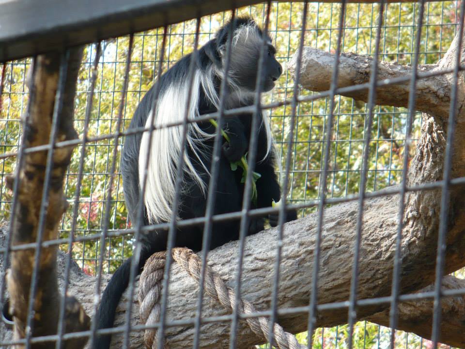 Angola colobus