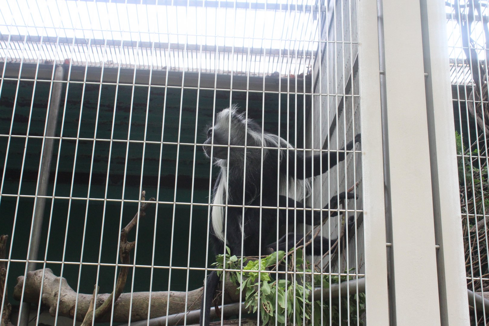 Angola colobus
