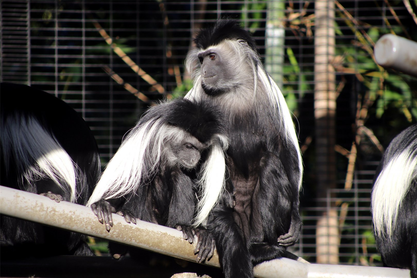 Angola colobus