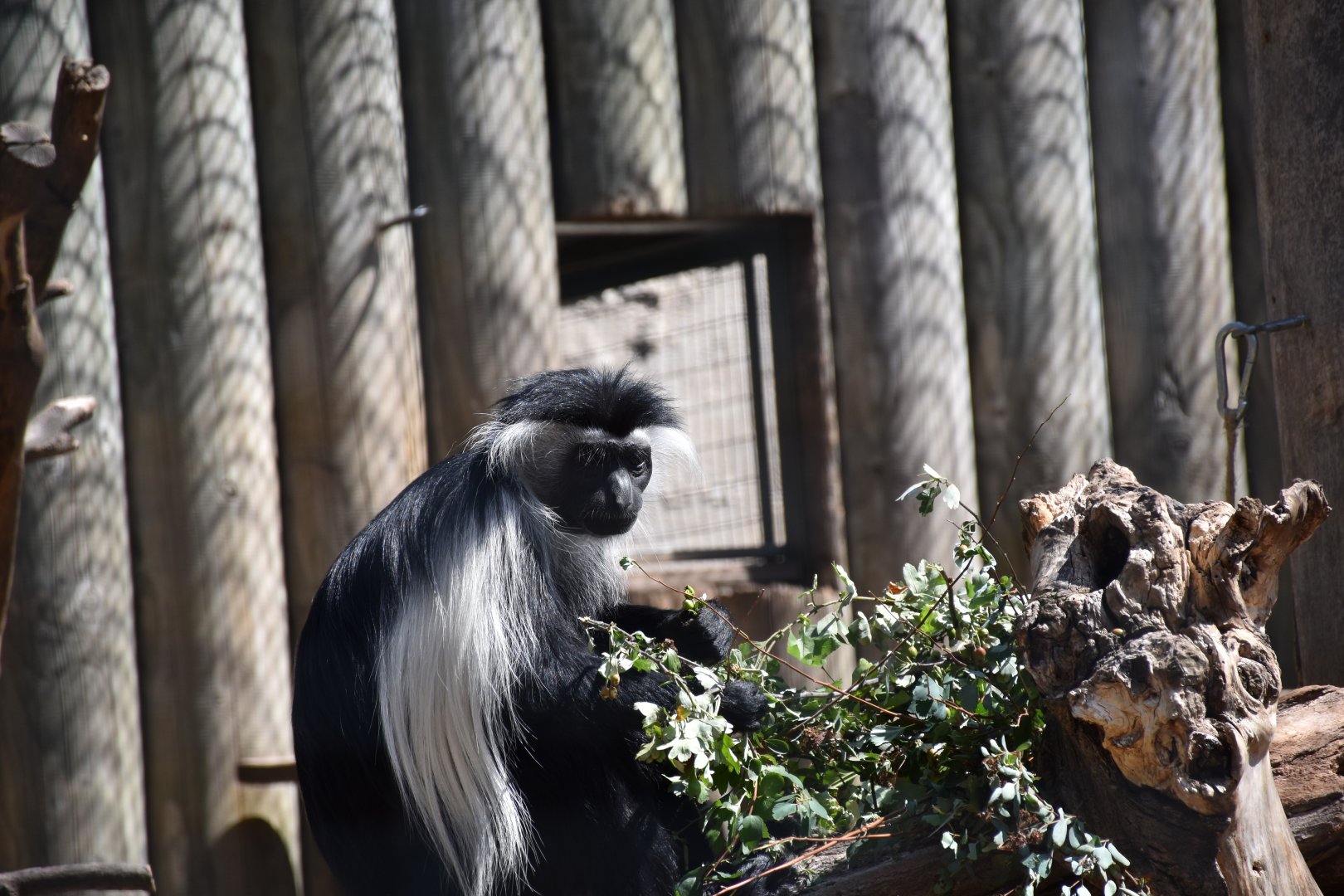 Angola colobus
