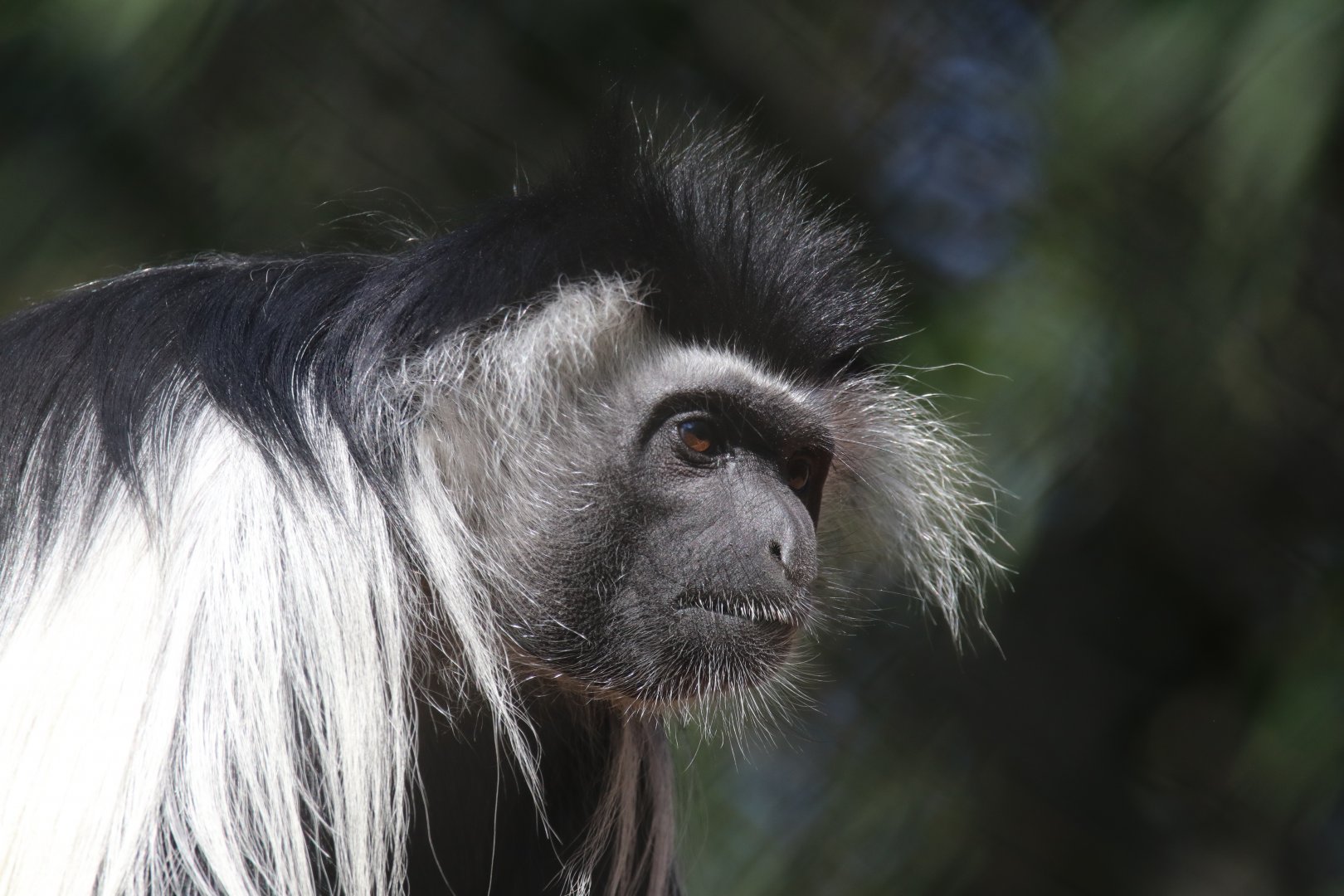 Angola colobus