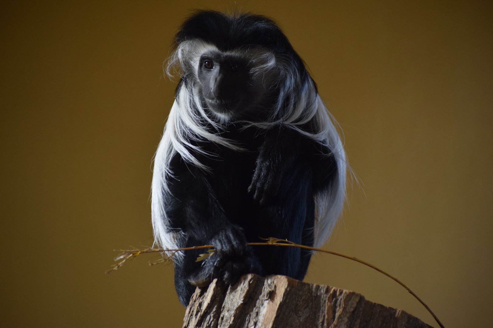 Angola colobus