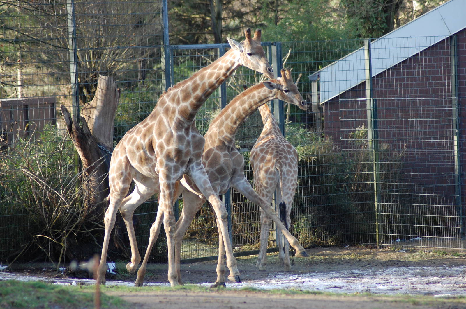 Angola giraf 08-01-2011