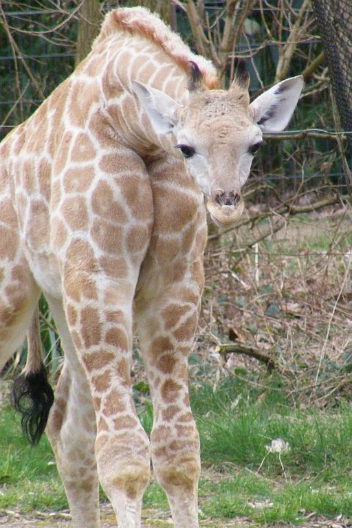 Angola giraffe